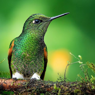 Hummingbird 7751243 480