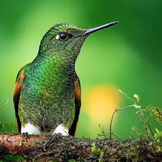 Hummingbird 7751243 480